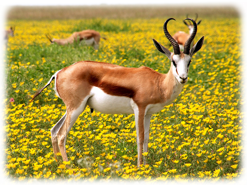 Krafttier Antilope