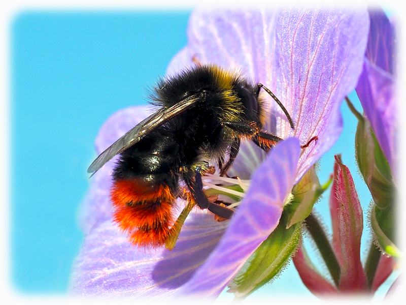 Krafttier Hummel
