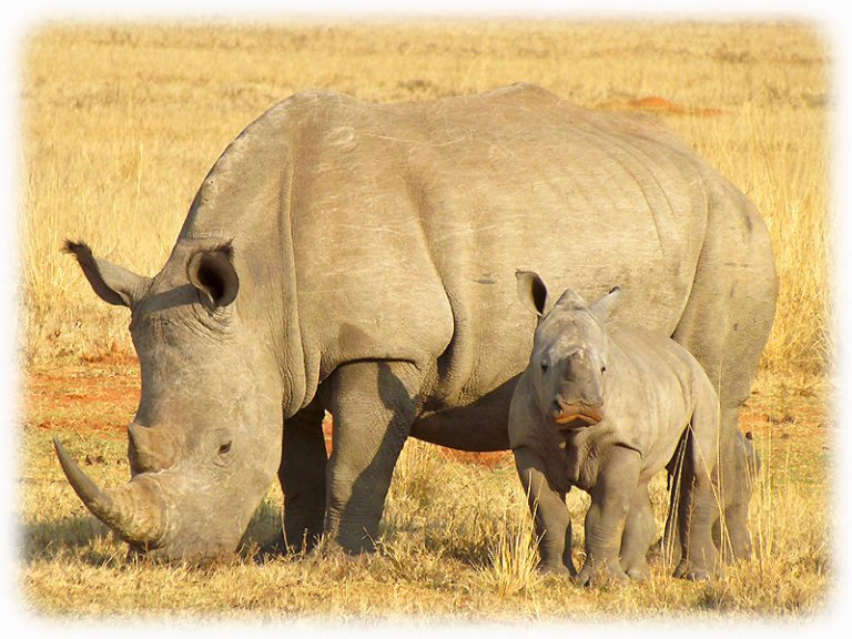 Nashorn