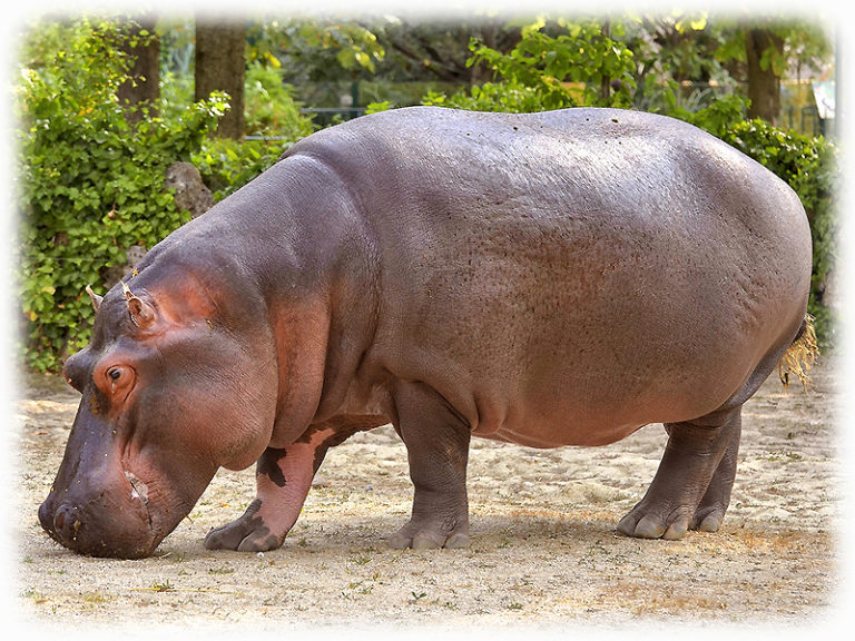 Nilpferd