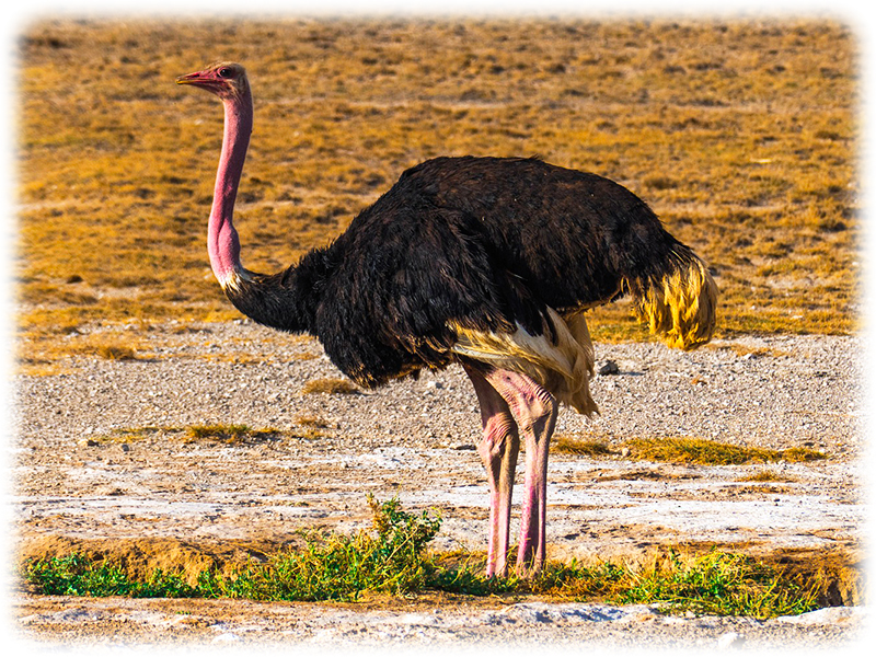 Krafttier Strauss/Emu