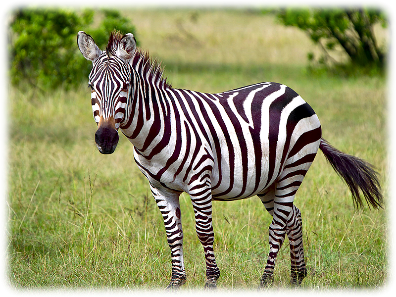 Krafttier Zebra