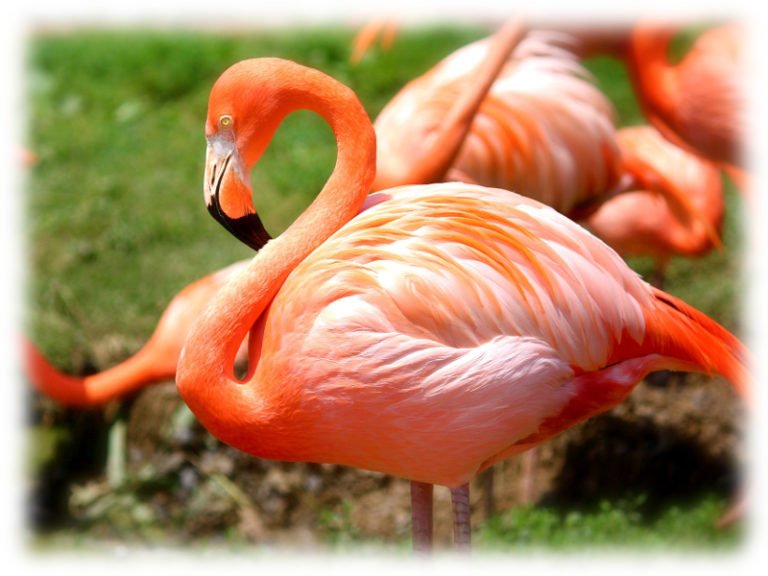 Flamingo