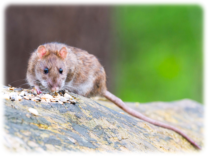 Krafttier Ratte Krafttier Ratte