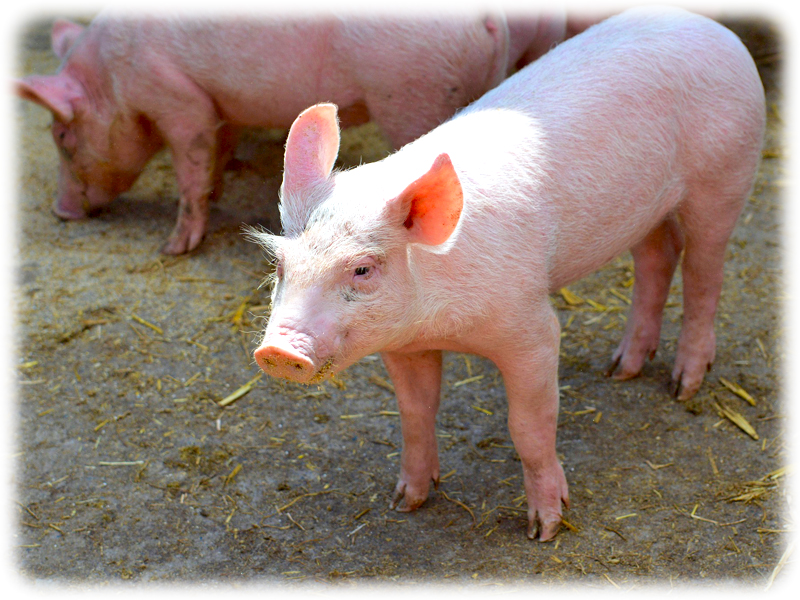 Krafttier Schwein