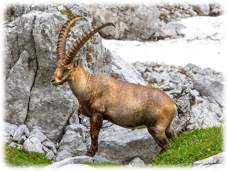 Krafttier Steinbock Krafttier Steinbock