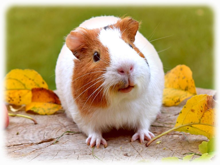 Meerschweinchen