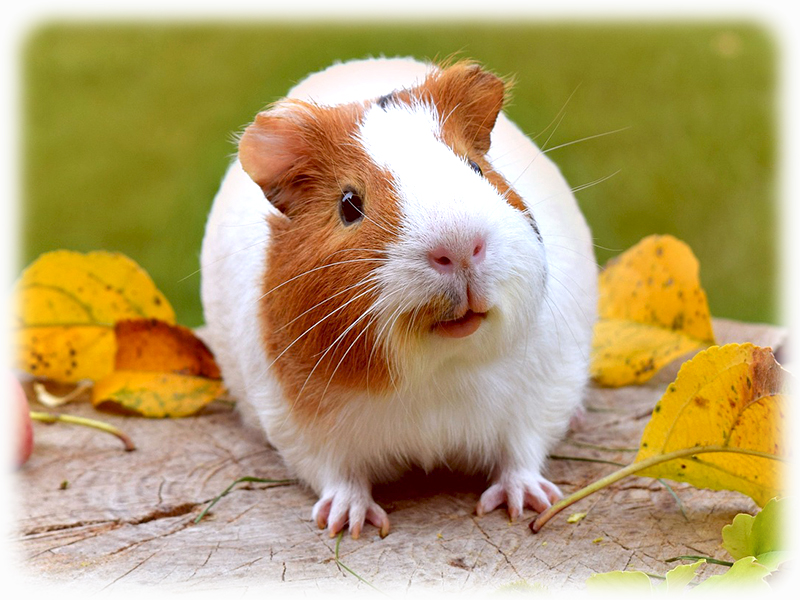 Krafttier Meerschweinchen